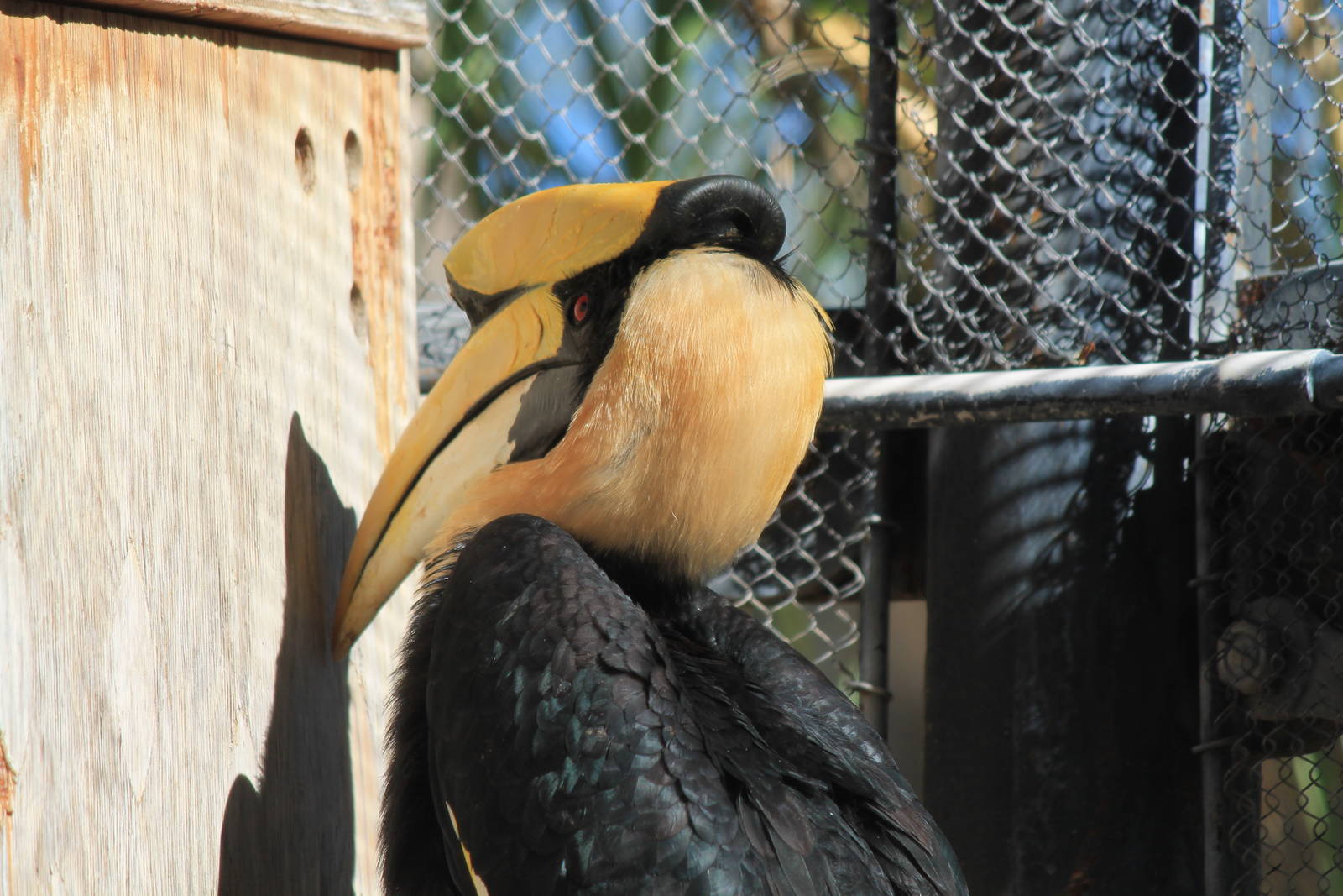 Great Hornbill