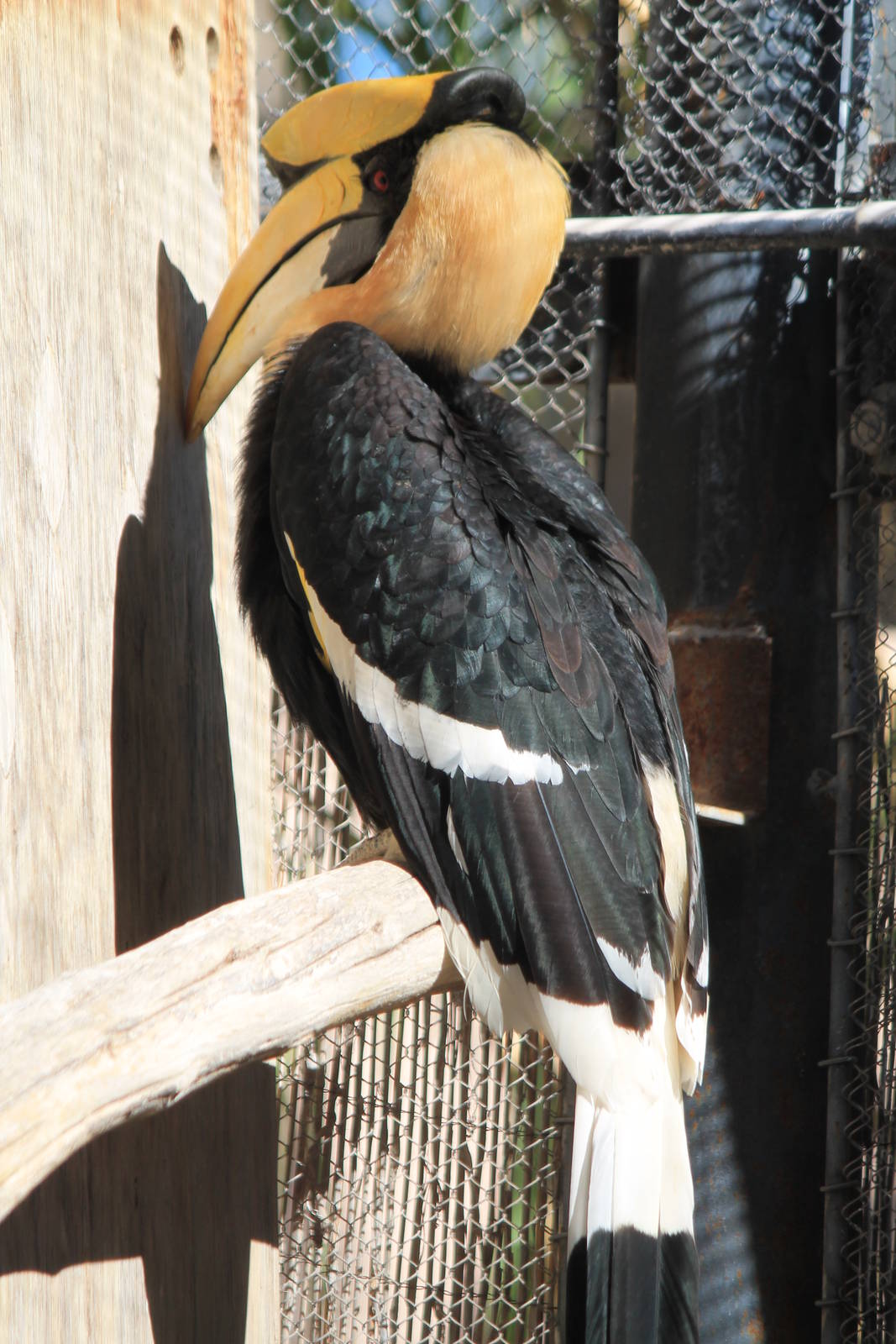 Great Hornbill