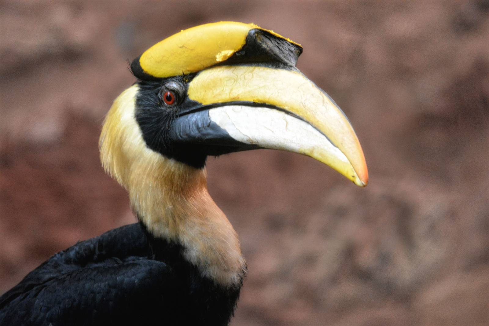 Great Hornbill