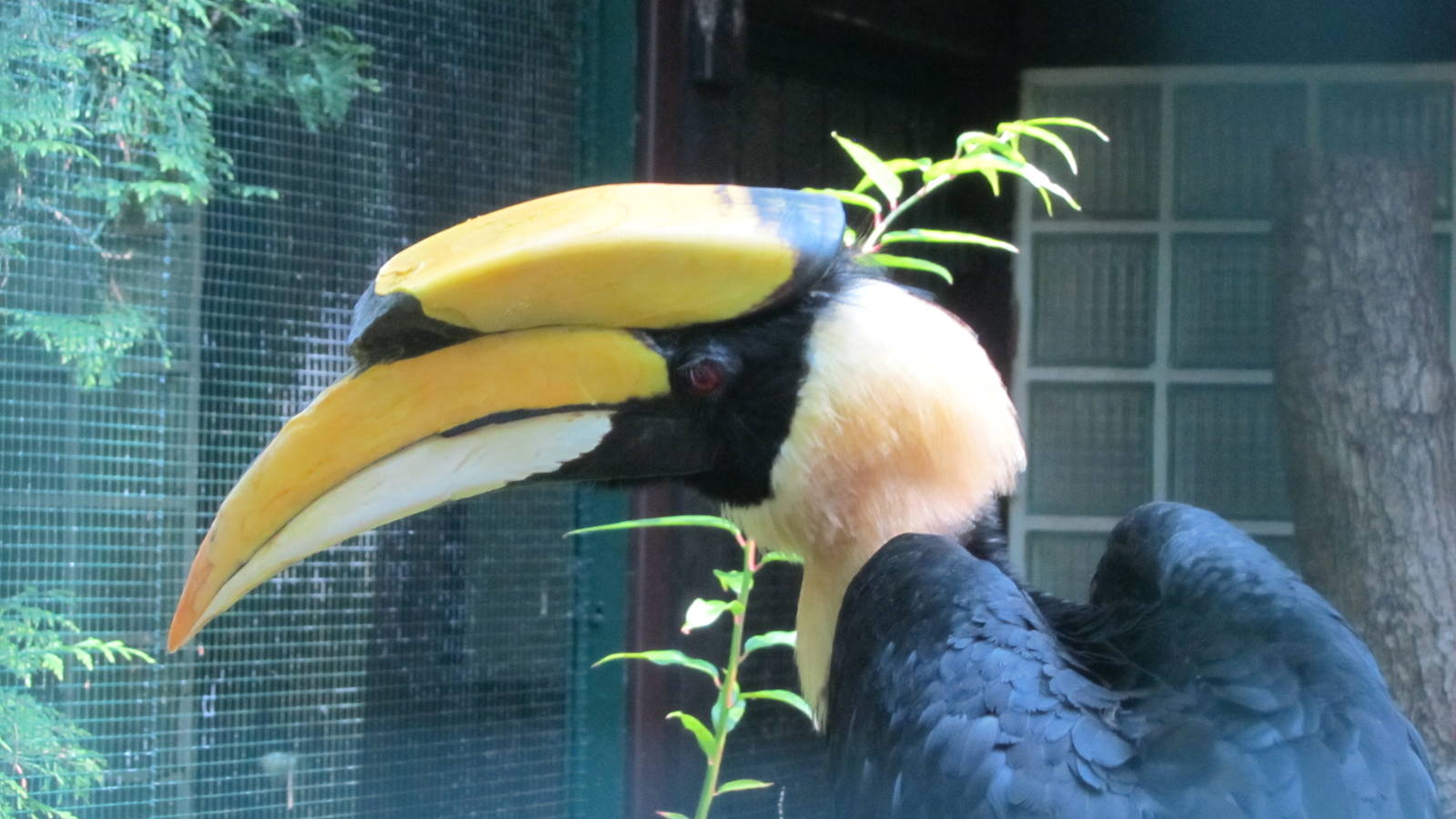 Great hornbill