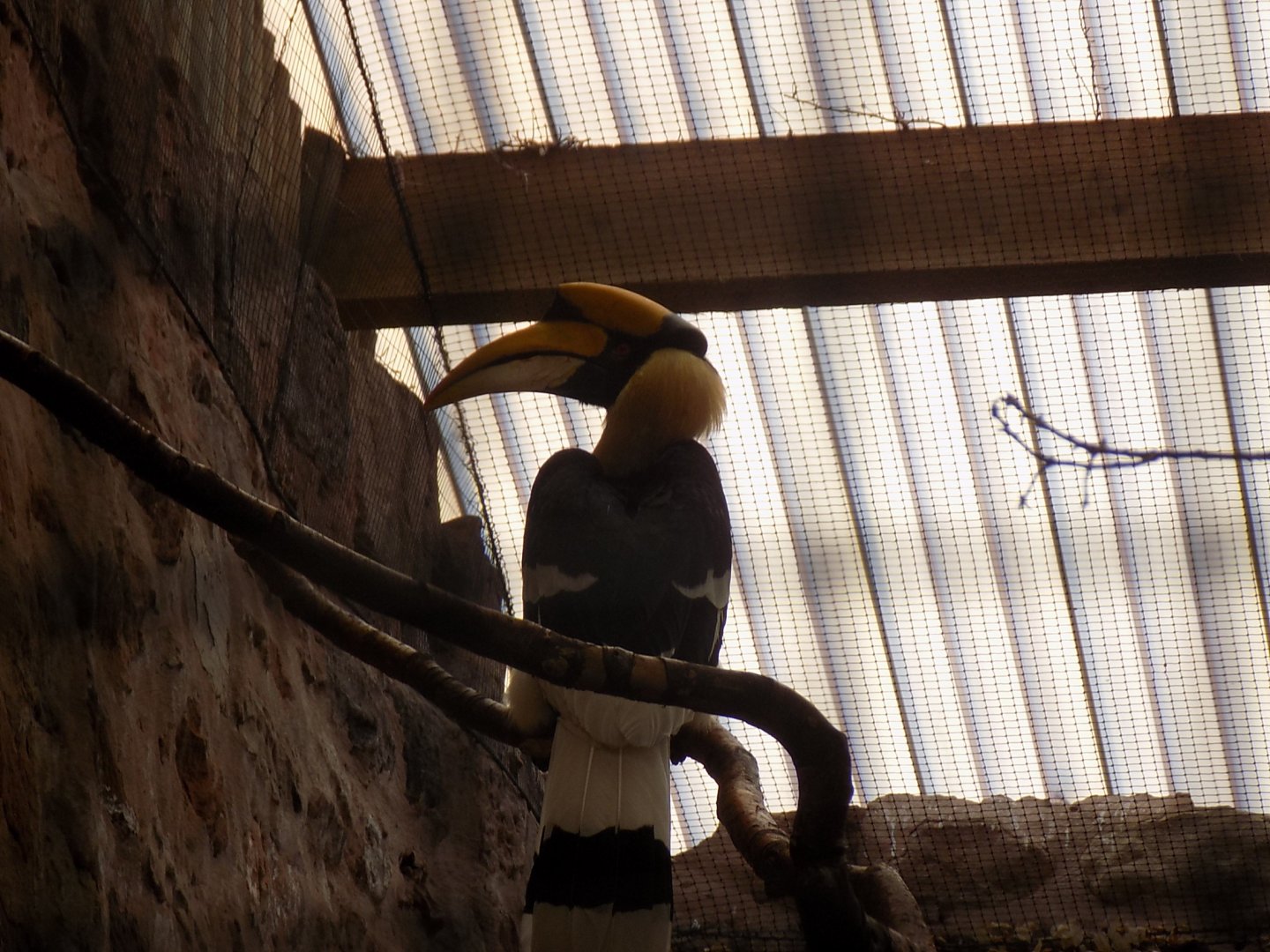 Great Hornbill