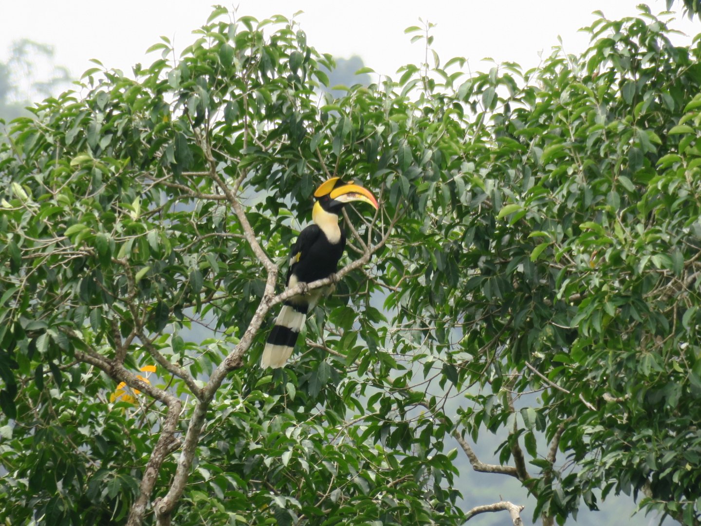 great hornbill