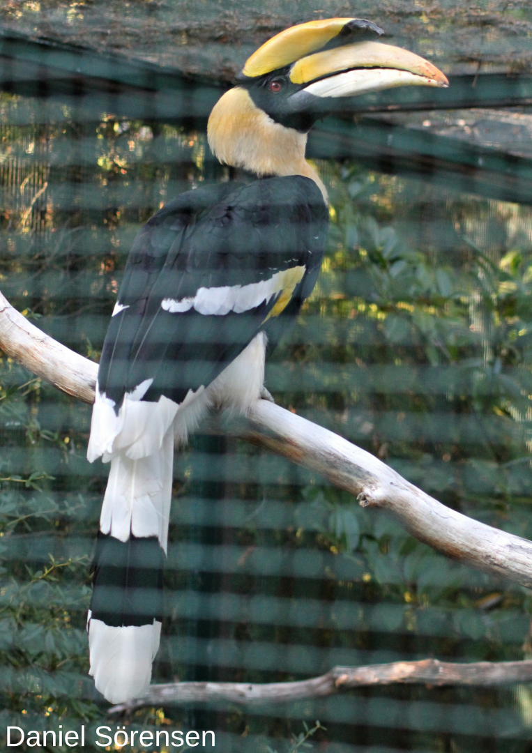 Great hornbill