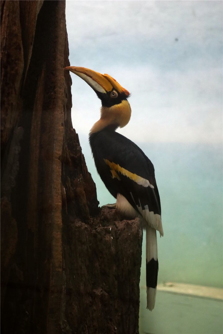 Great hornbill