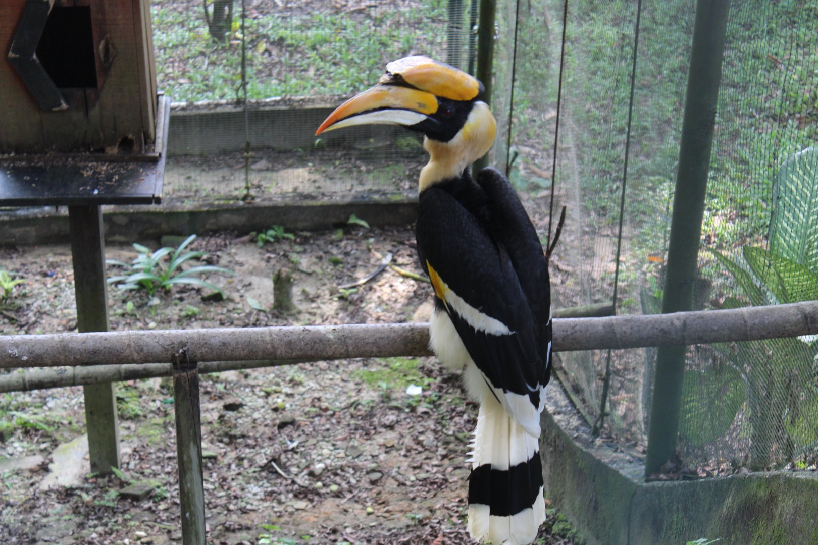 Great Hornbill