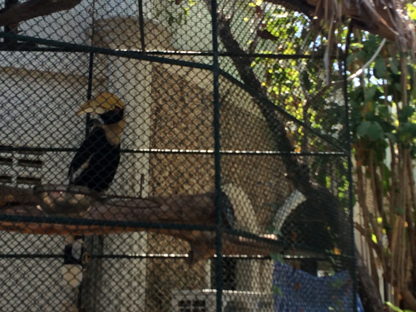 Great Hornbill