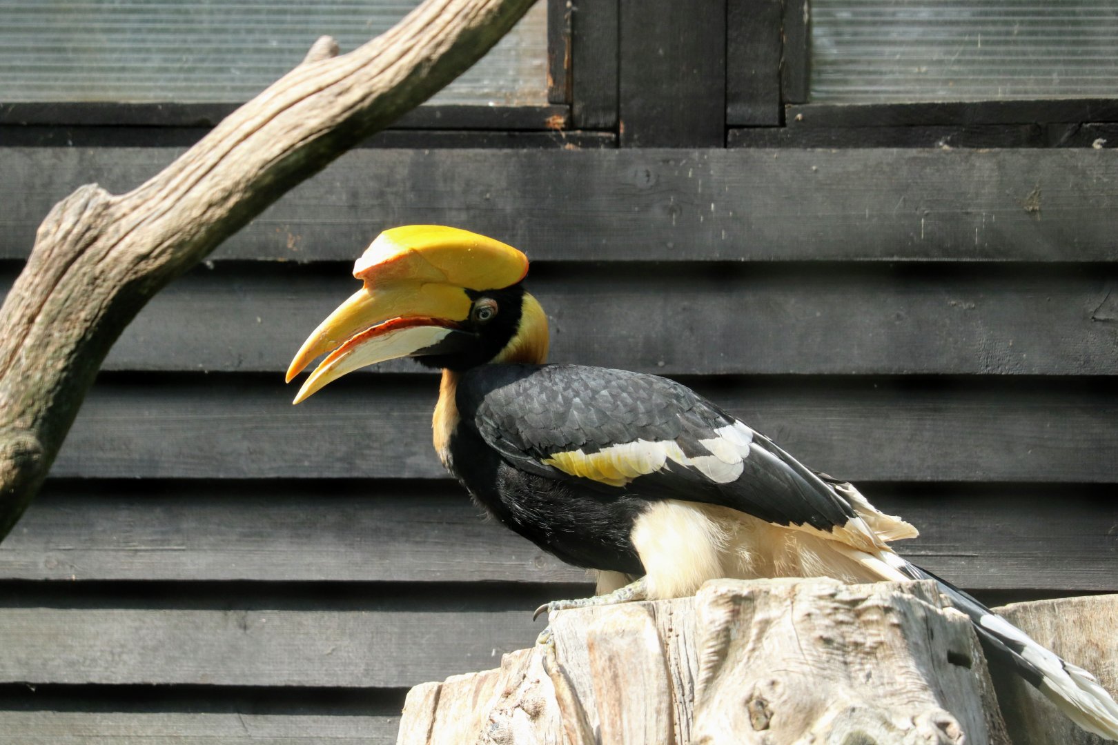 Great Hornbill