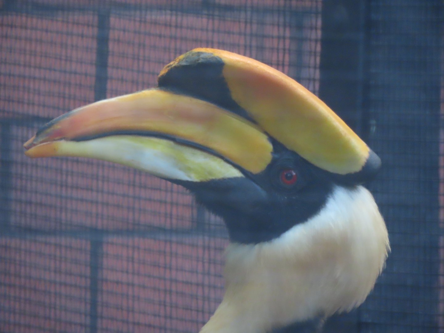 Great hornbill