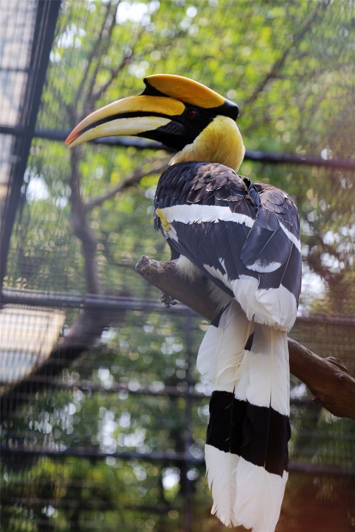 Great Hornbill