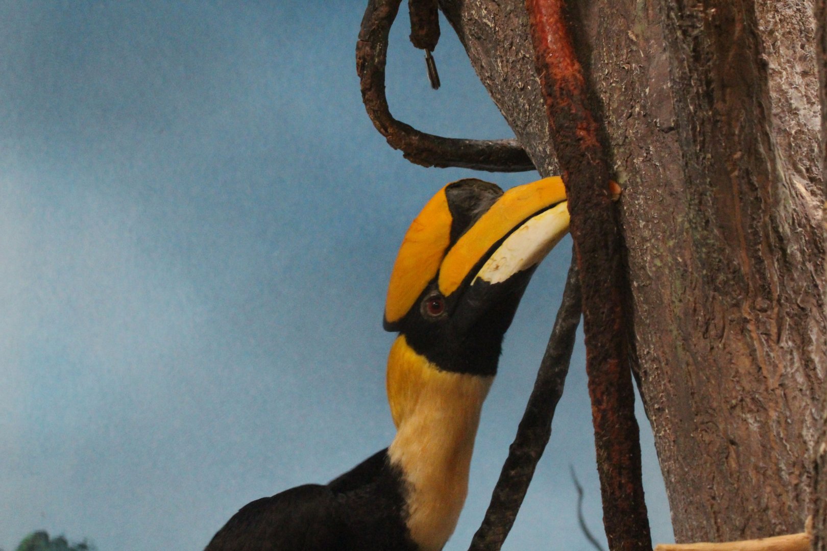 Great Hornbill