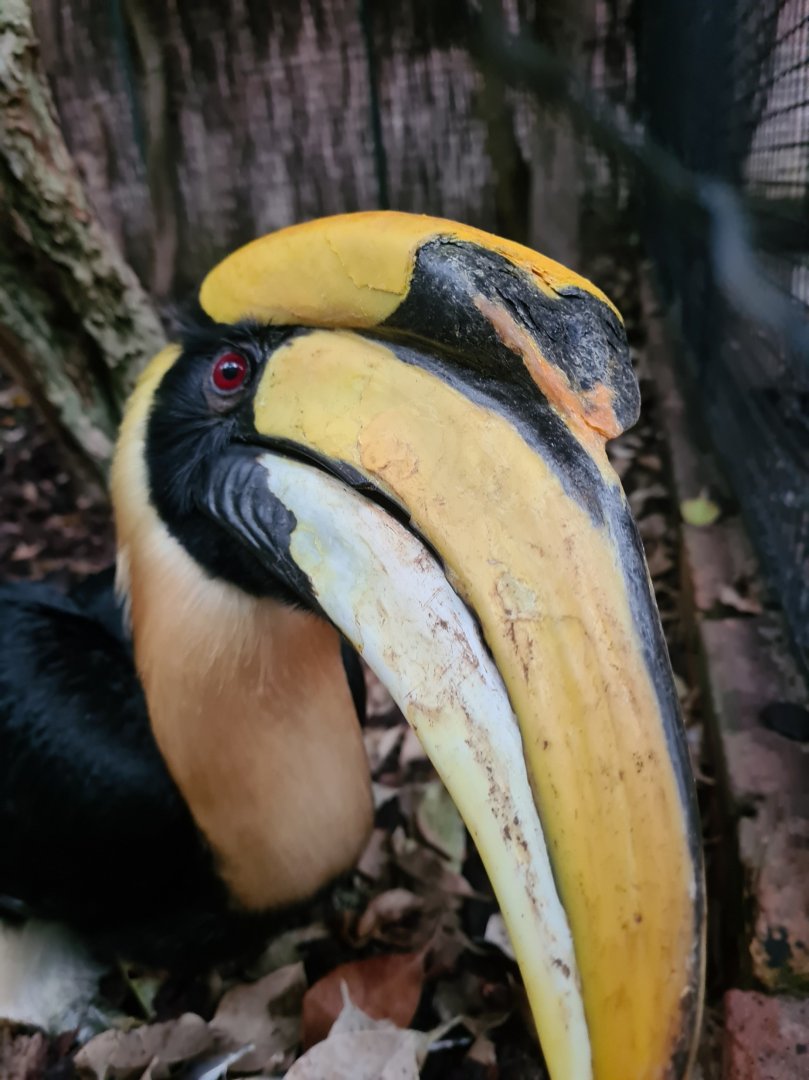 Great hornbill