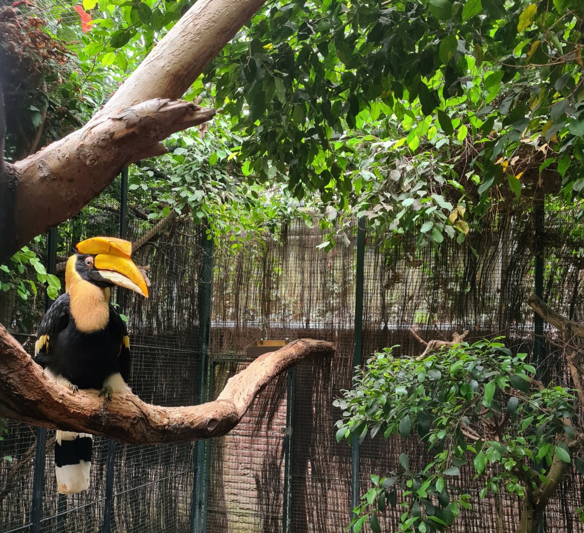 Great hornbill
