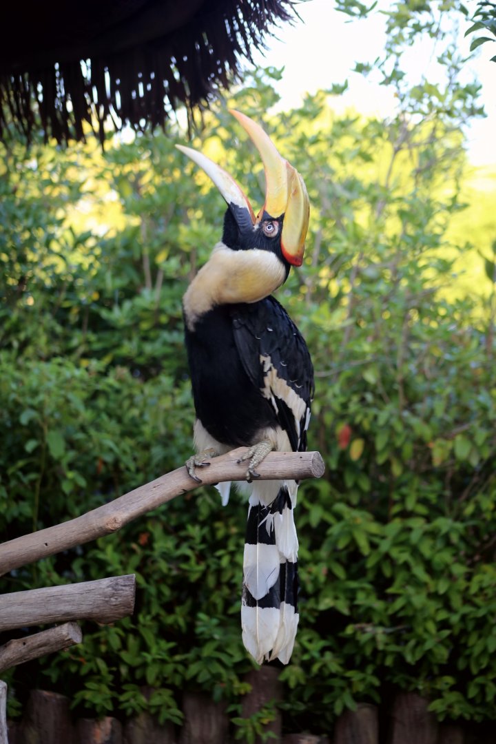 Great Hornbill