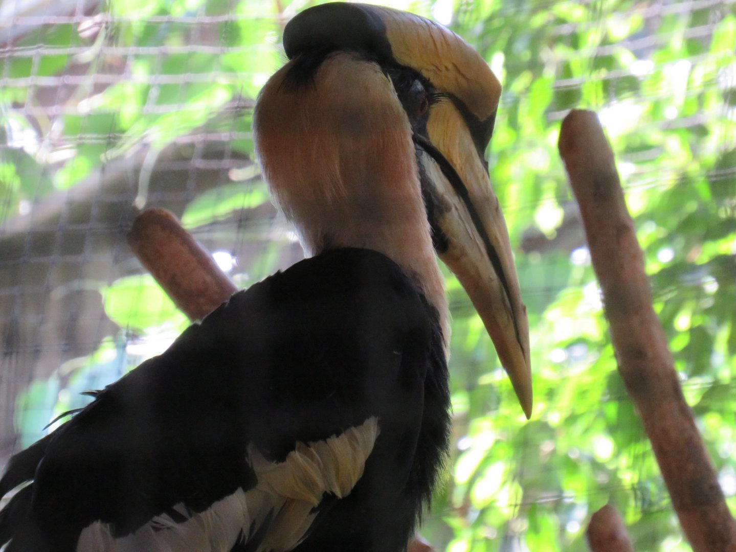 Great hornbill