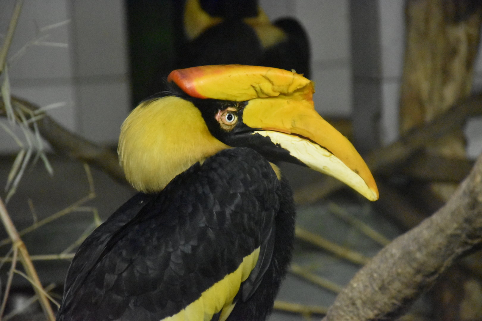 Great hornbill