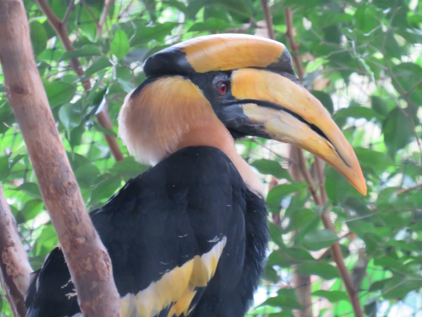 Great hornbill
