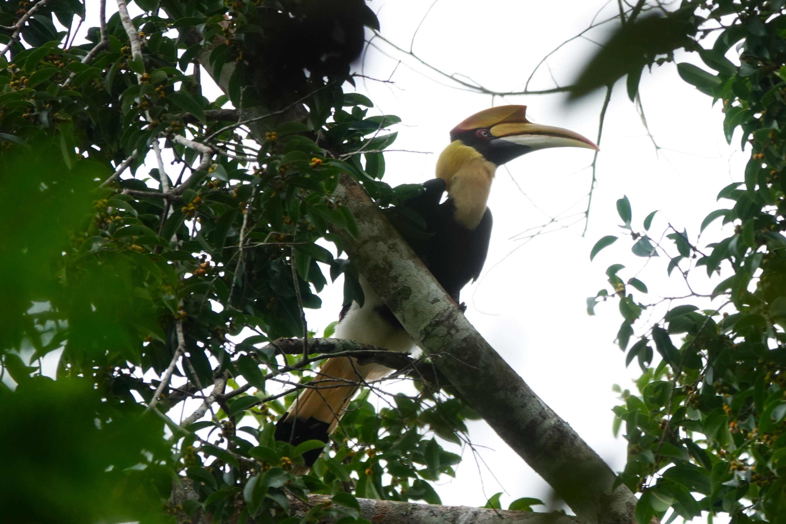 Great Hornbill