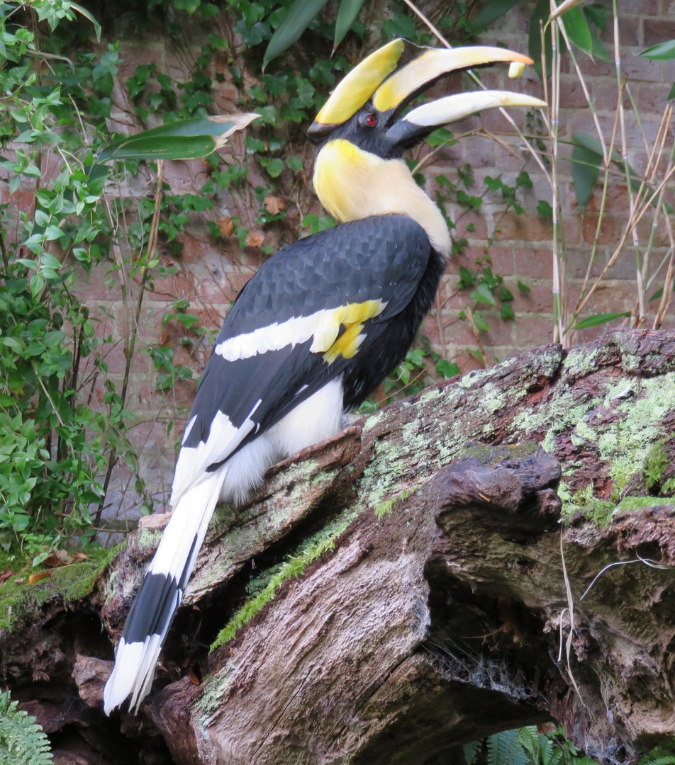 Great Hornbill
