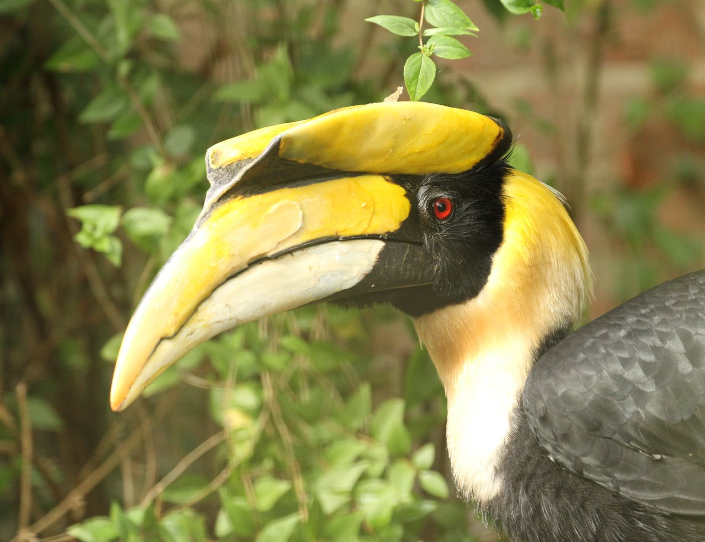 Great Hornbill