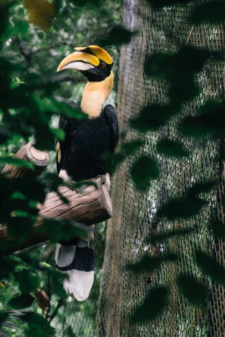 Great Hornbill