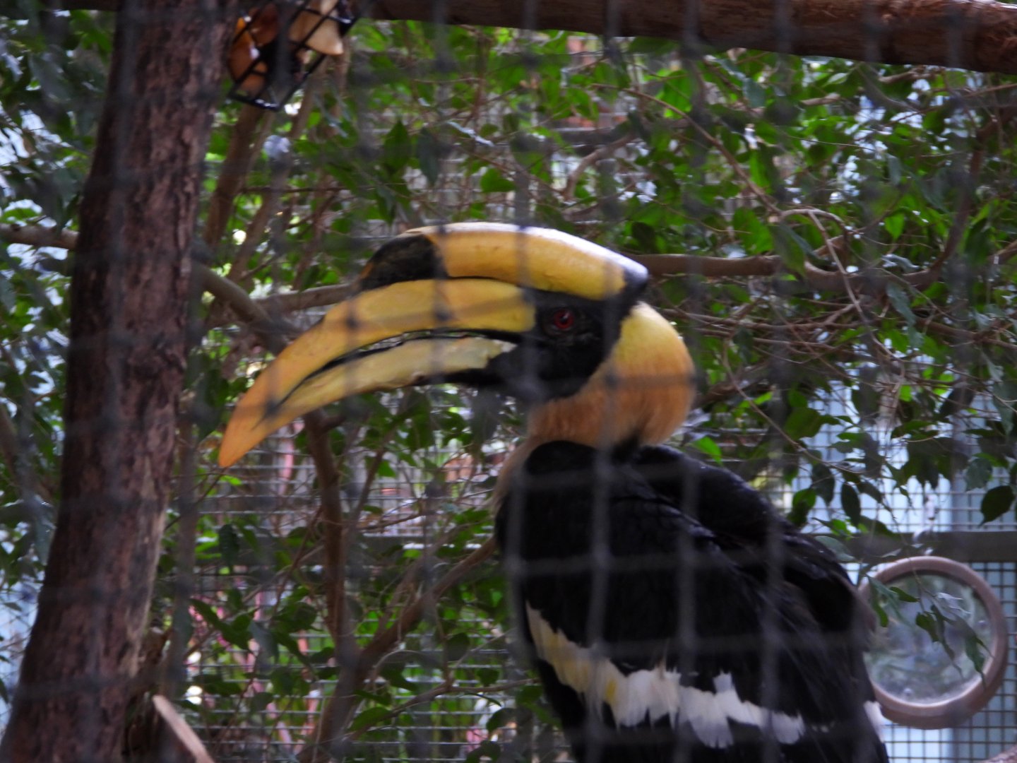 Great hornbill