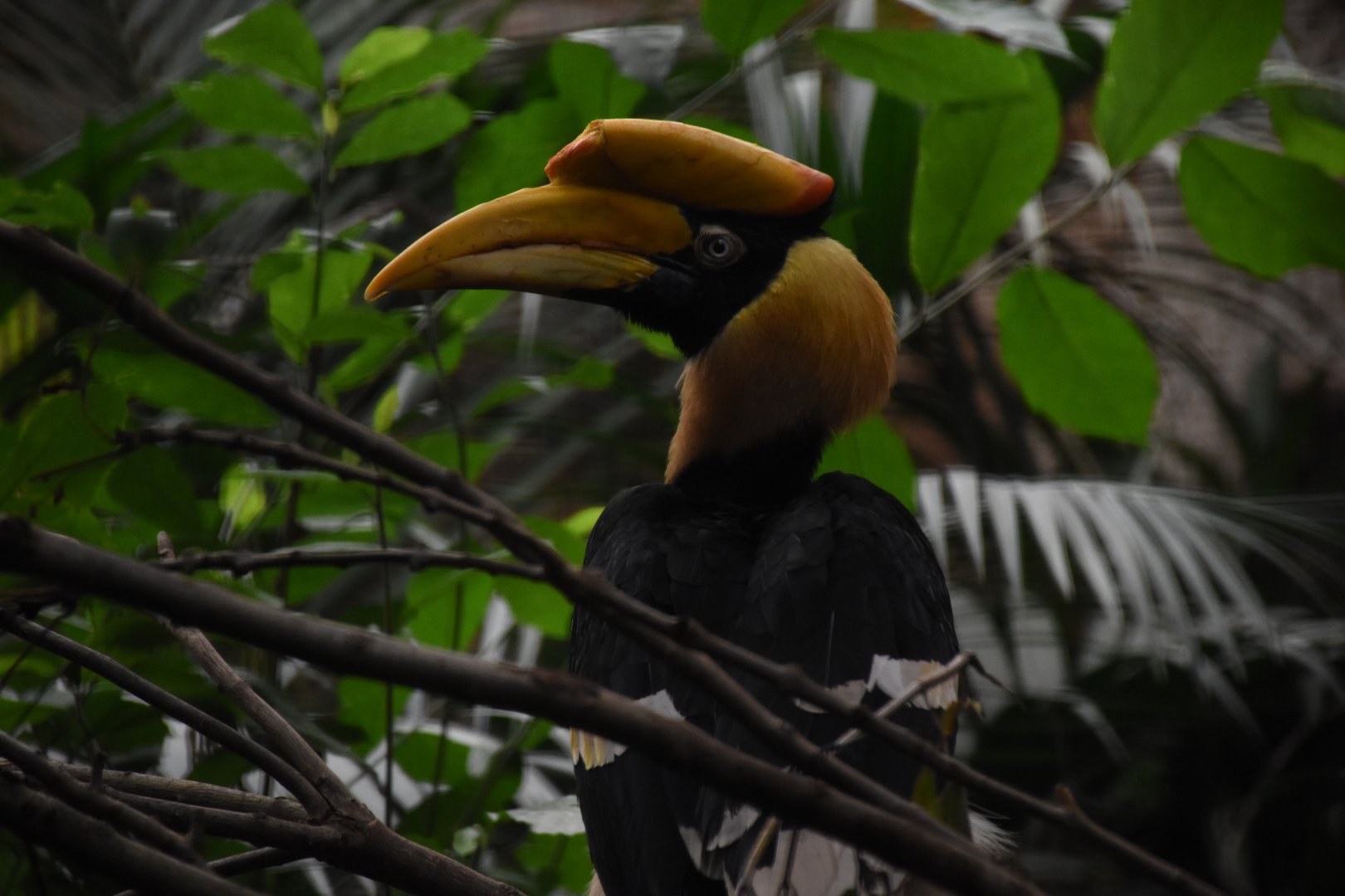 Great hornbill