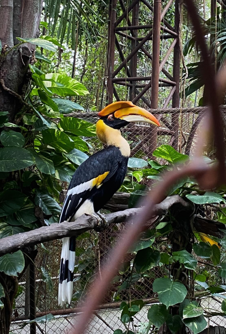 Great Hornbill