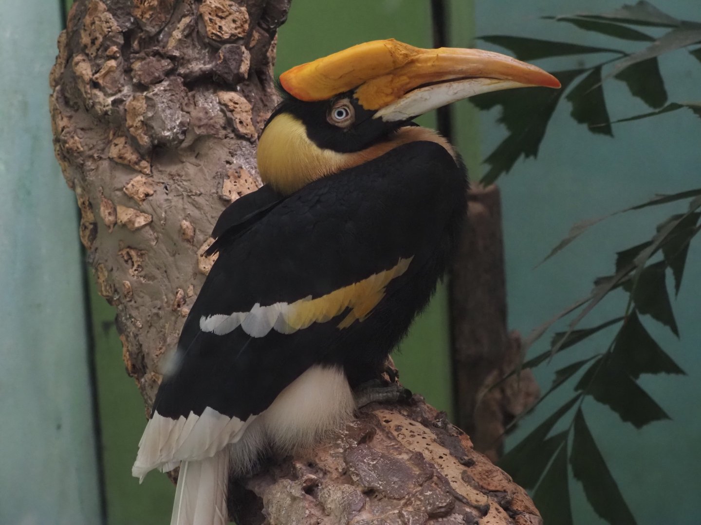 Great Hornbill