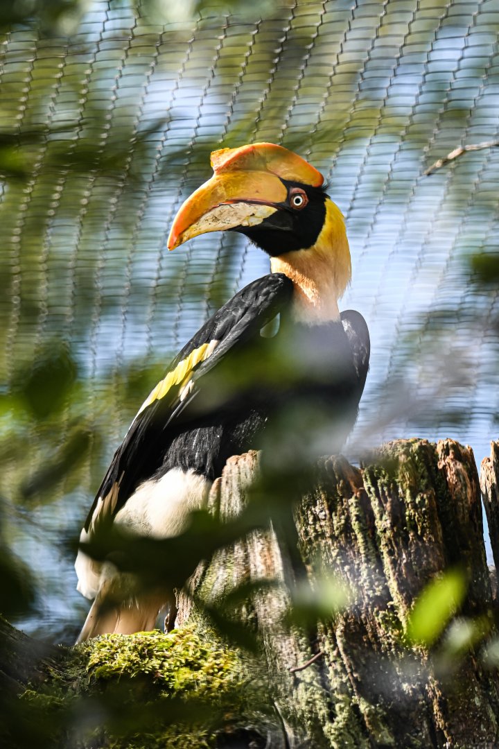 Great hornbill