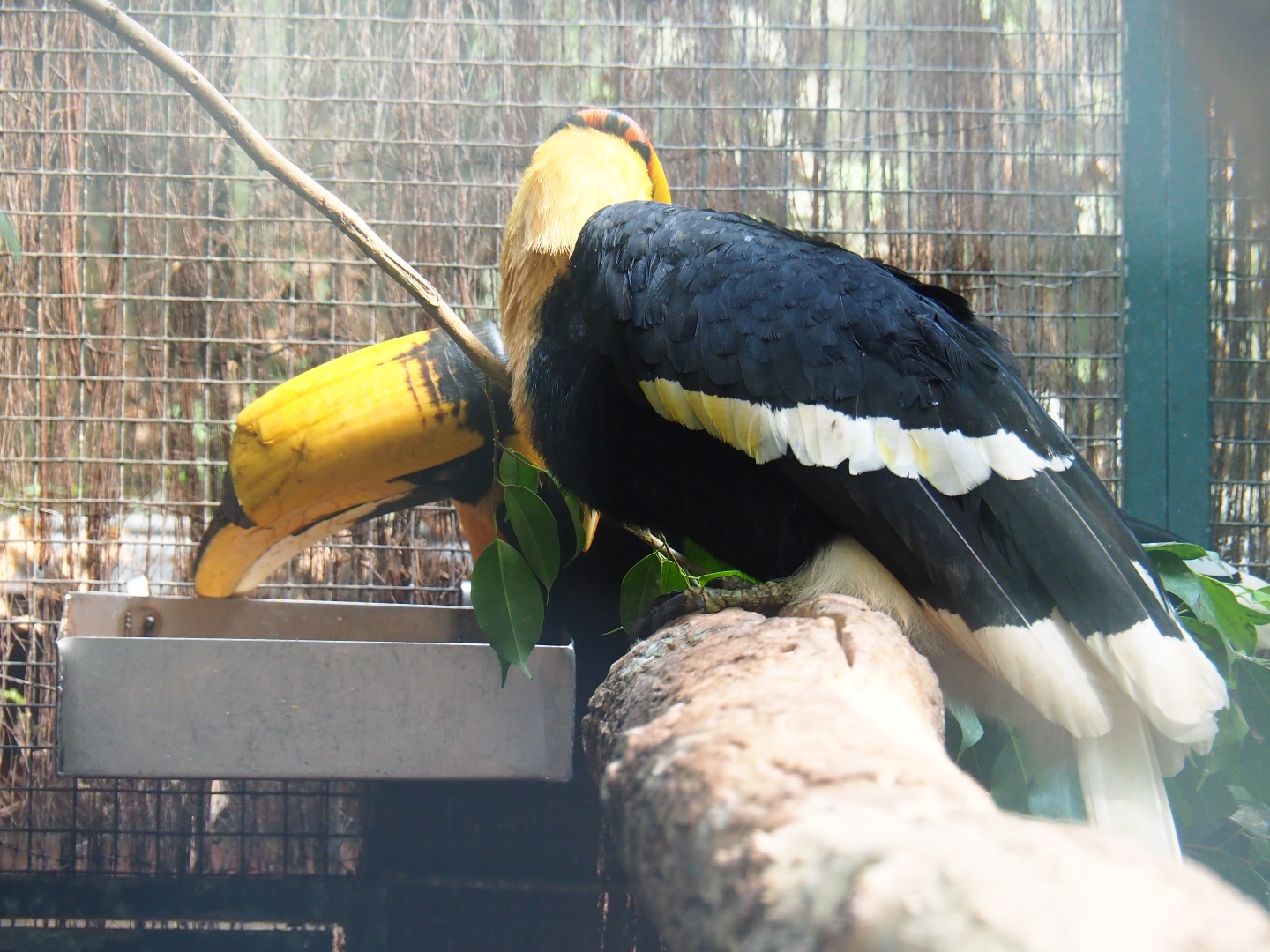 Great hornbills (Buceros bicornis), Sep 2nd, 2018