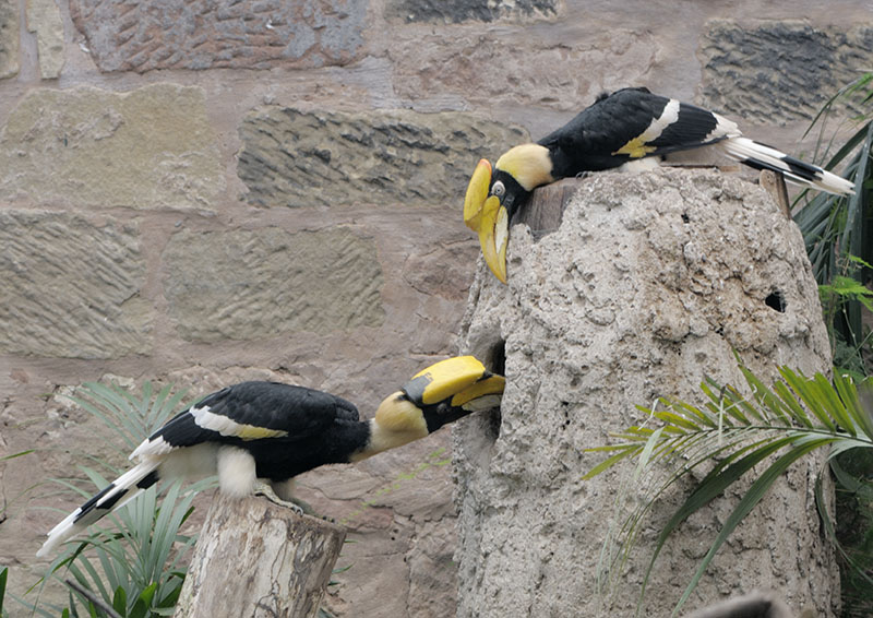 Great hornbills making plans?