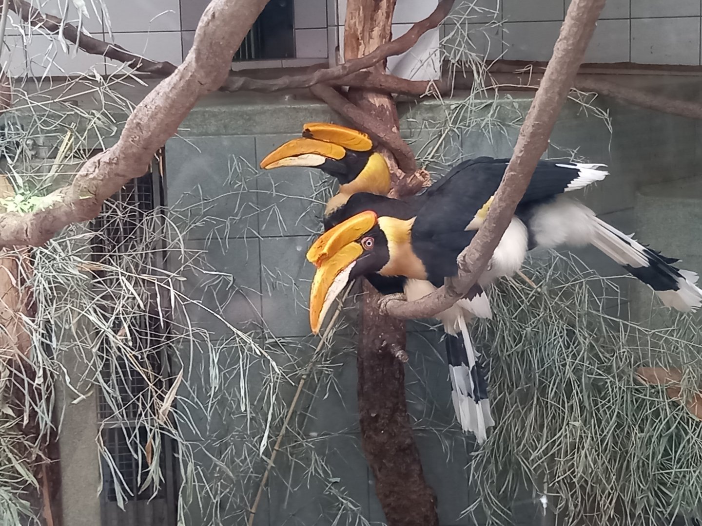 Great hornbills