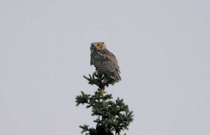 Great-Horned Owl  -  Alaska