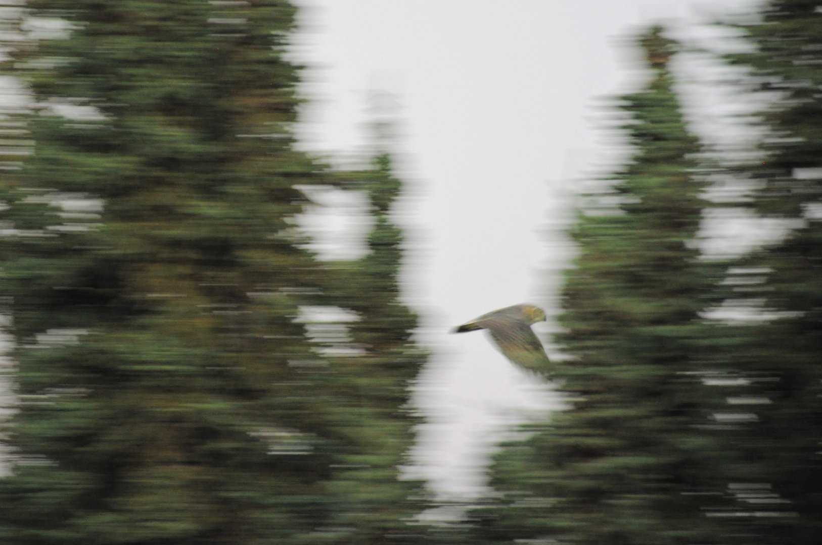 Great Horned Owl - Alaska