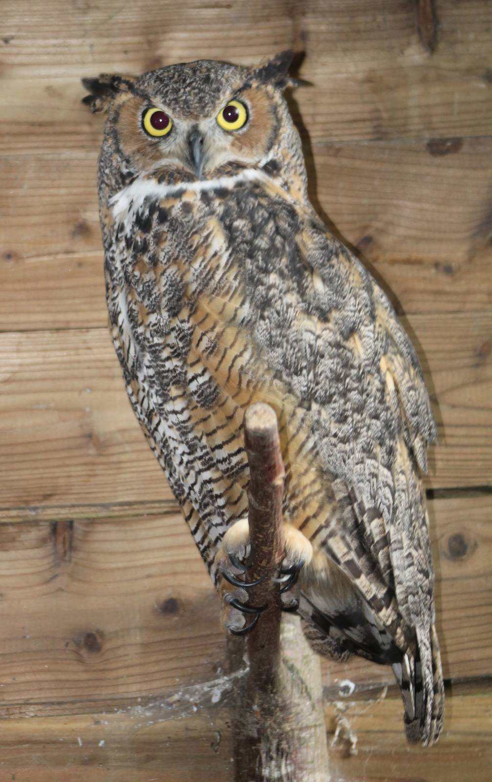 Great horned owl / American Eagle owl