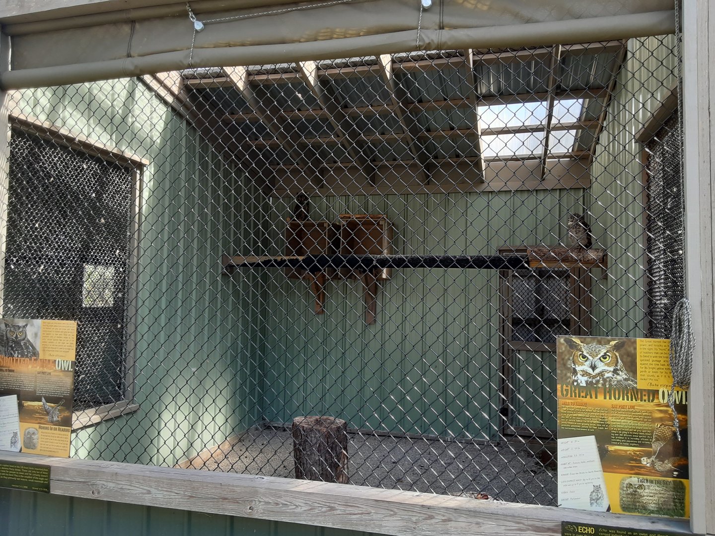 Great Horned Owl and Spotted Eagle Owl Habitat