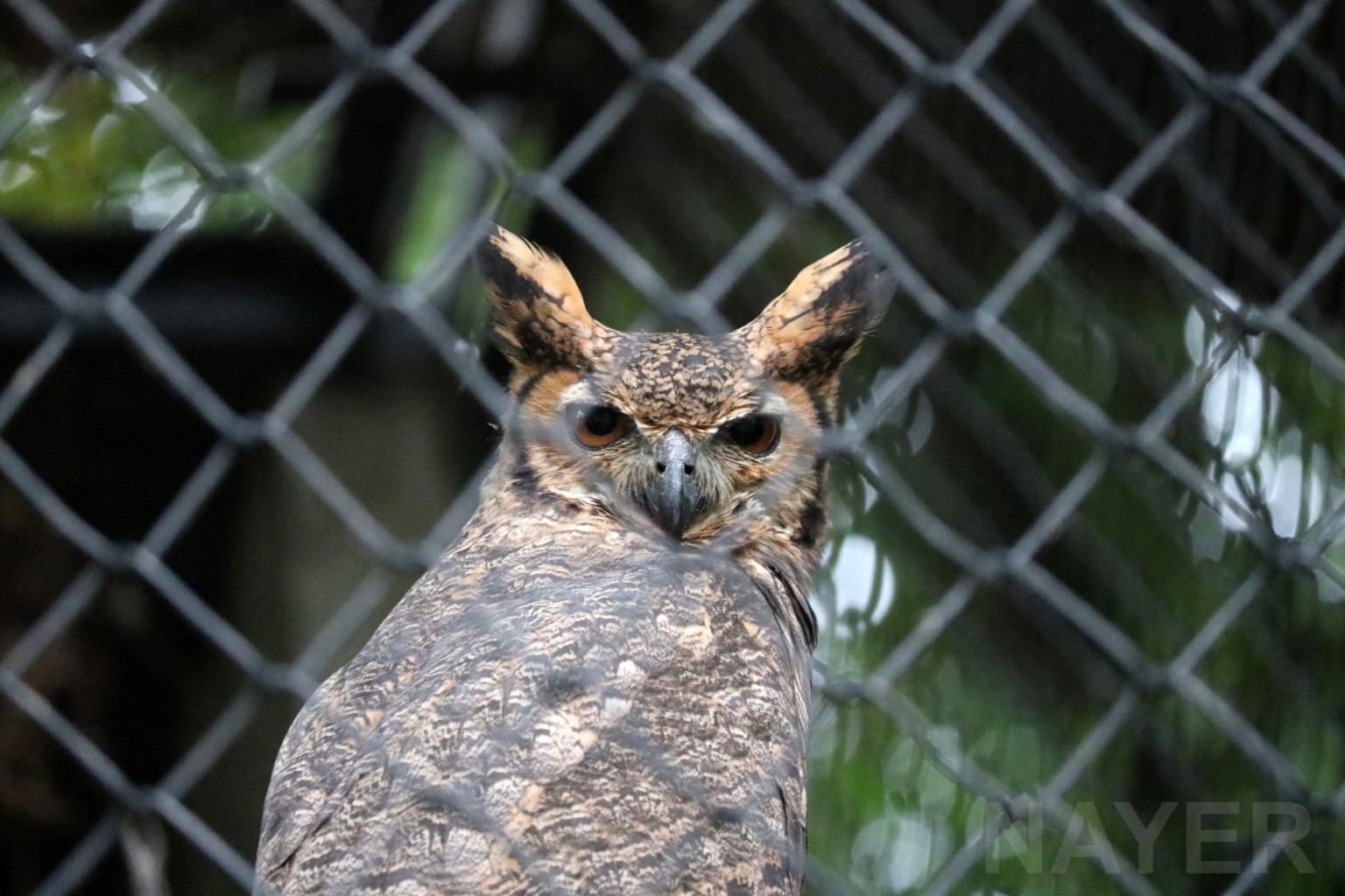 Great horned owl, April 2016