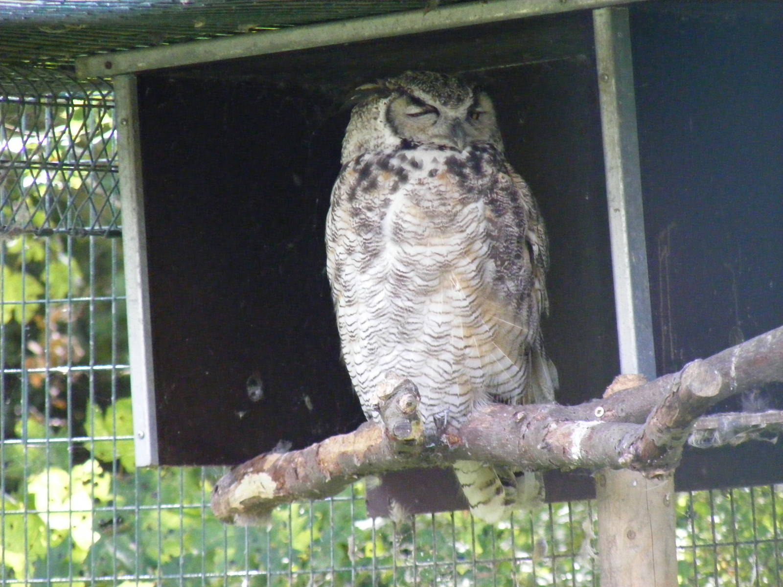Great horned owl at Amazona Zoo, 15 September 2010