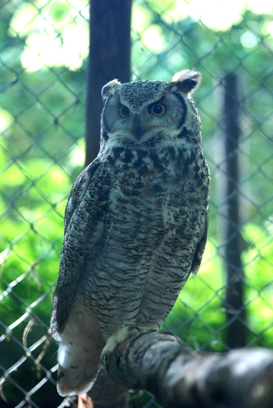 Great Horned Owl at De Paay, 02/06/12