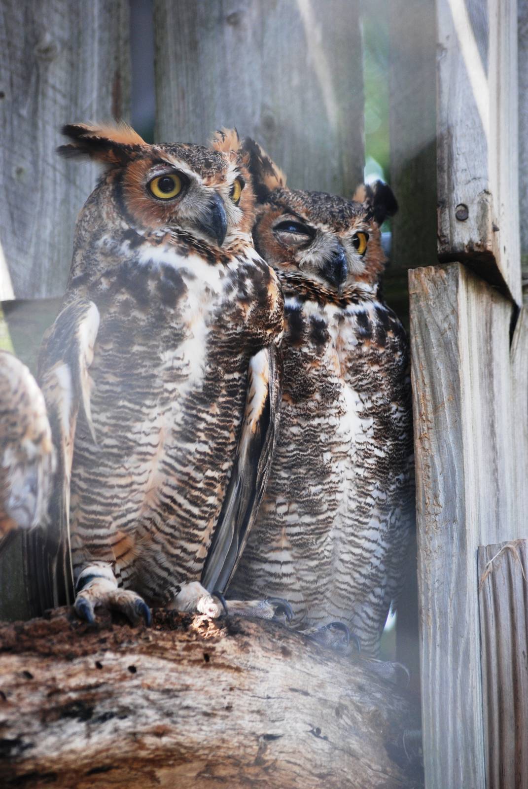 Great Horned Owl at Save our Seabirds, 07/10/13