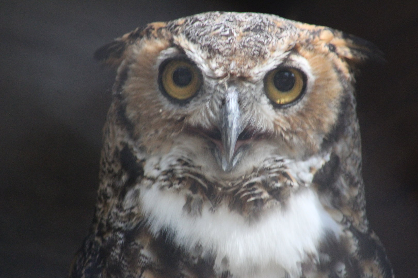 Great-horned owl | August 19, 2023