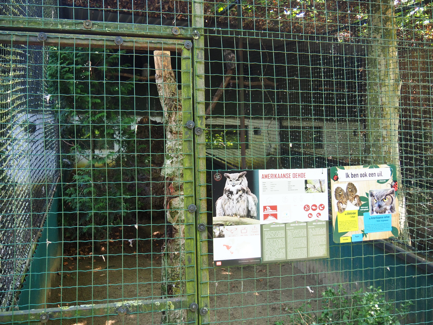 Great horned owl aviary, 2019-08-04