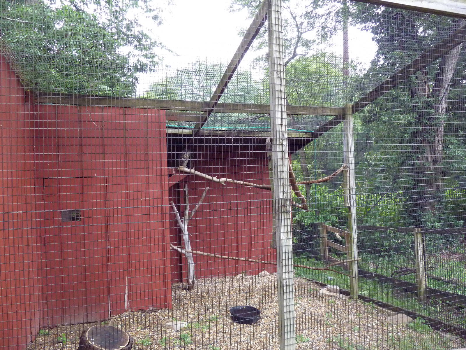 Great Horned Owl Aviary
