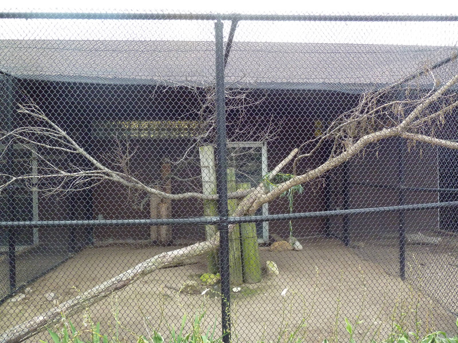 Great Horned Owl Aviary