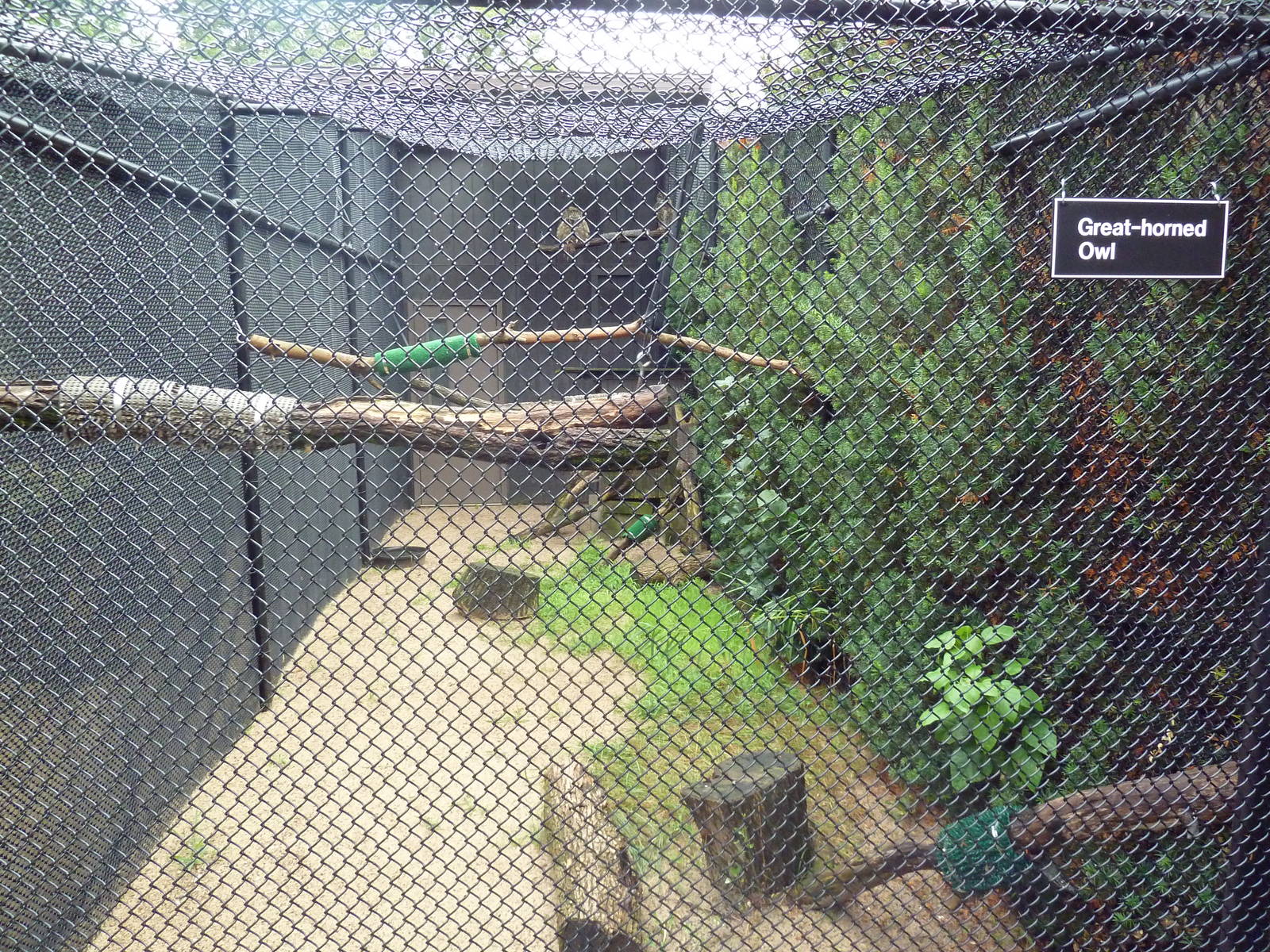 Great Horned Owl Aviary