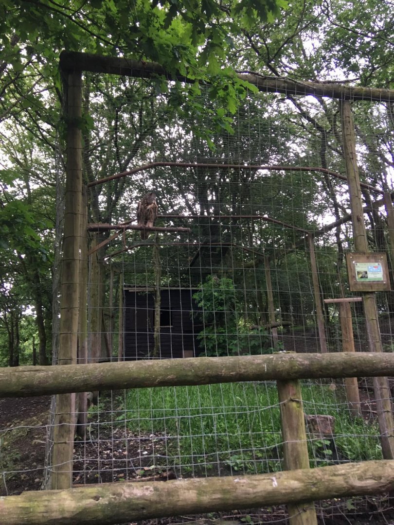 Great Horned Owl Aviary