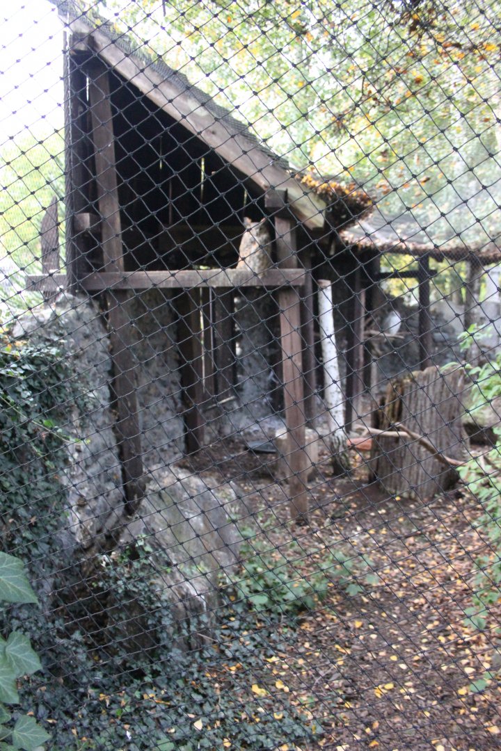 Great horned owl aviary
