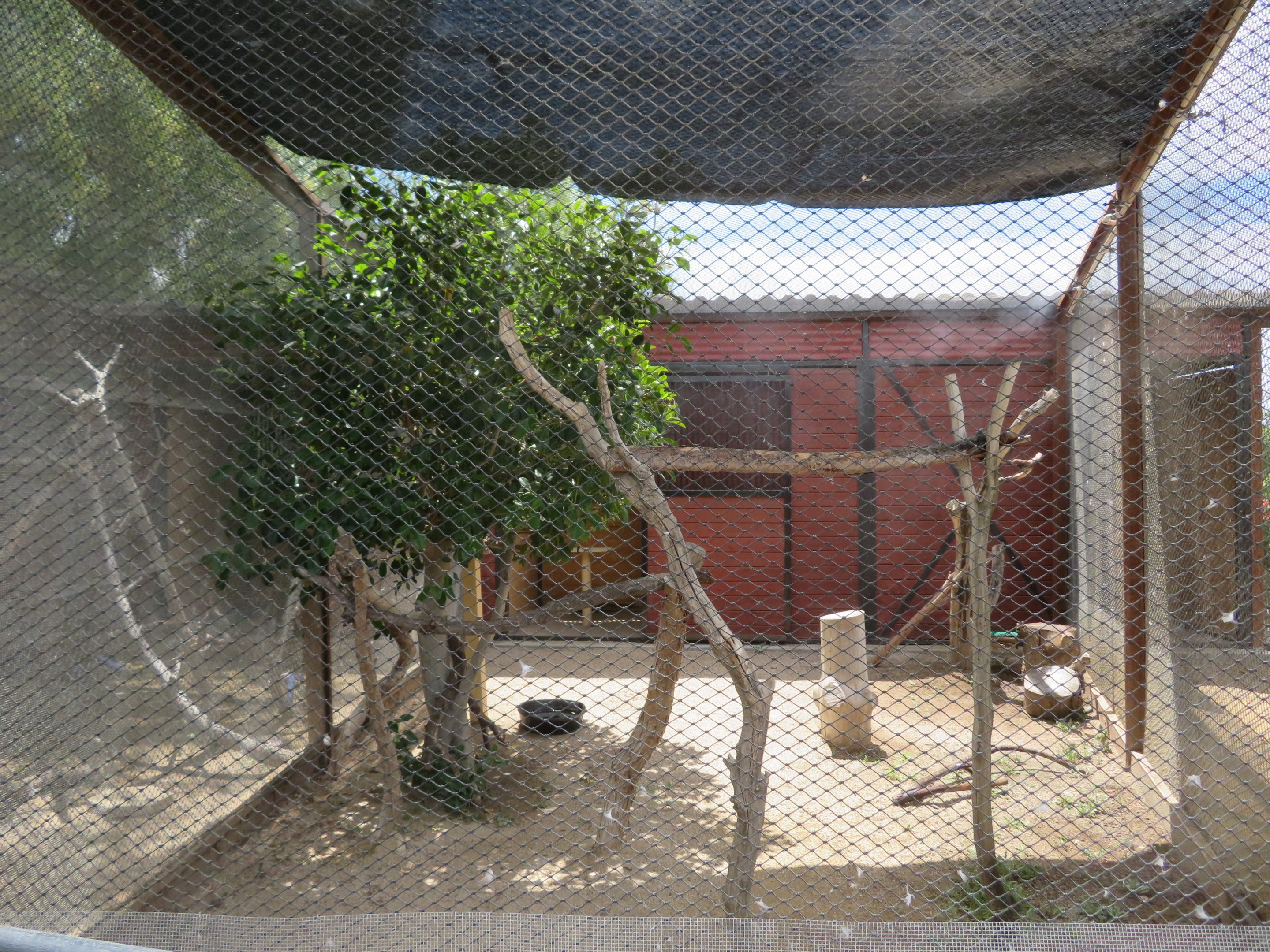 Great Horned Owl Aviary