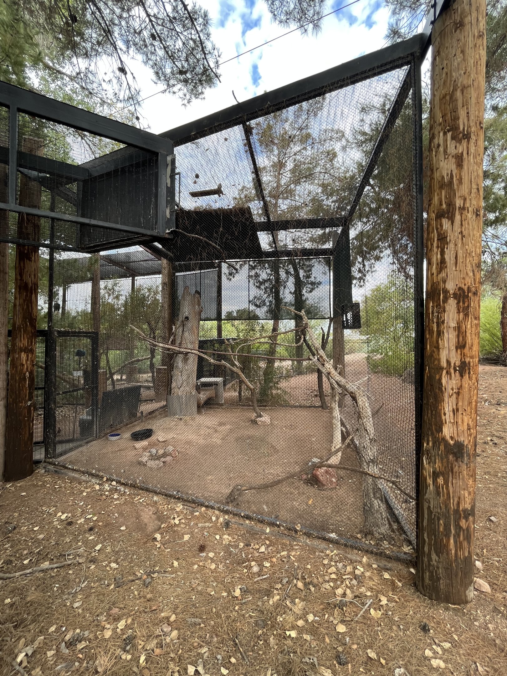 Great Horned Owl Aviary