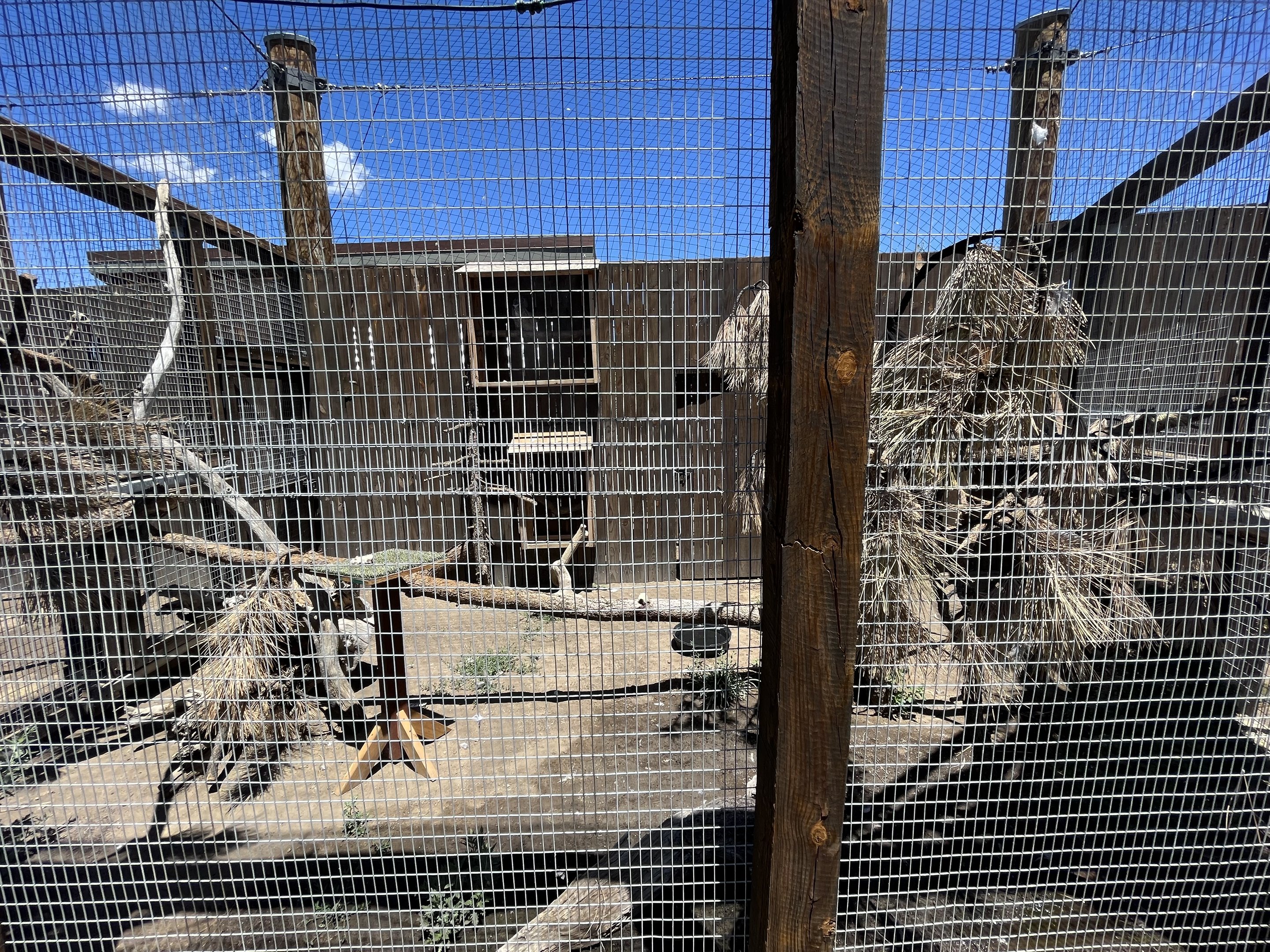 Great Horned Owl Aviary